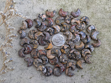 Load image into Gallery viewer, Leopardskin Jasper Crescent Moon Bead