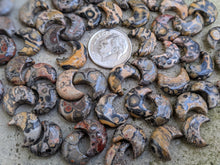 Load image into Gallery viewer, Leopardskin Jasper Crescent Moon Bead