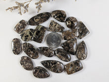 Load image into Gallery viewer, Turritella Fossil Agate Cabochons