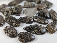 Load image into Gallery viewer, Turritella Fossil Agate Cabochons