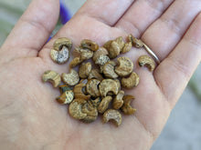 Load image into Gallery viewer, Picture Jasper Crescent Moon Beads