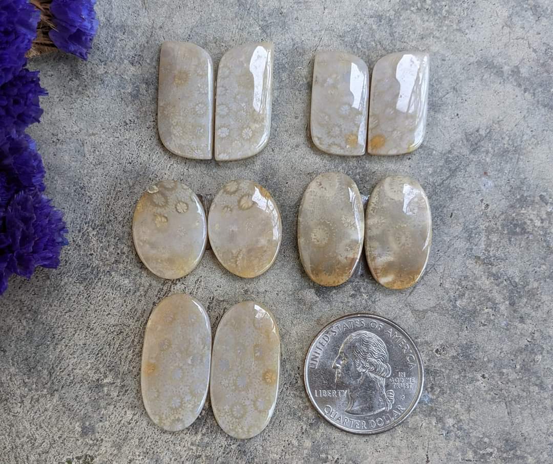 Fossil Coral Cabochon Pairs