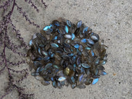 Labradorite Marquise Facets - 4x8mm