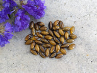 Tigers Eye Marquise Cabochons - 5x10mm