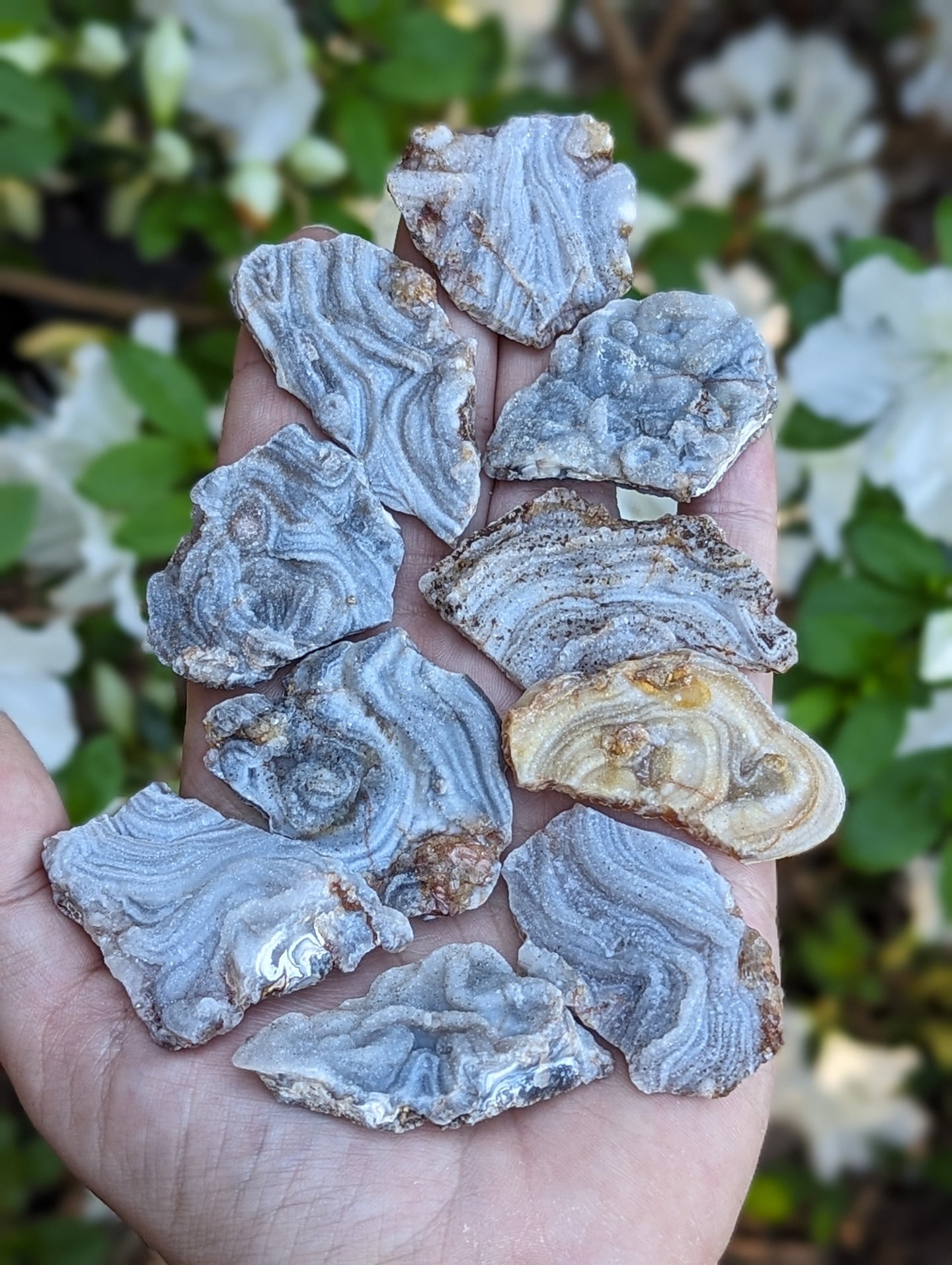 Chalcedony Rosettes - Freeform