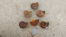 Load image into Gallery viewer, Ammonite Fossil Halves (Drilled)
