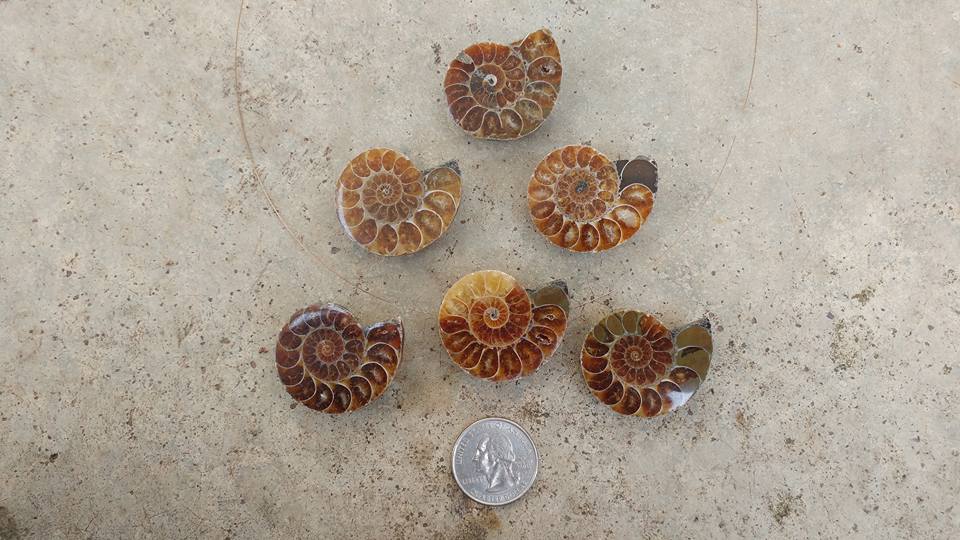 Ammonite Fossil Halves (Drilled)
