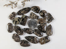 Load image into Gallery viewer, Turritella Fossil Agate Cabochons
