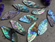 Abalone Leaves