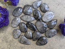 Load image into Gallery viewer, Black Fossil Coral Cabochons
