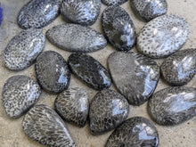 Load image into Gallery viewer, Black Fossil Coral Cabochons
