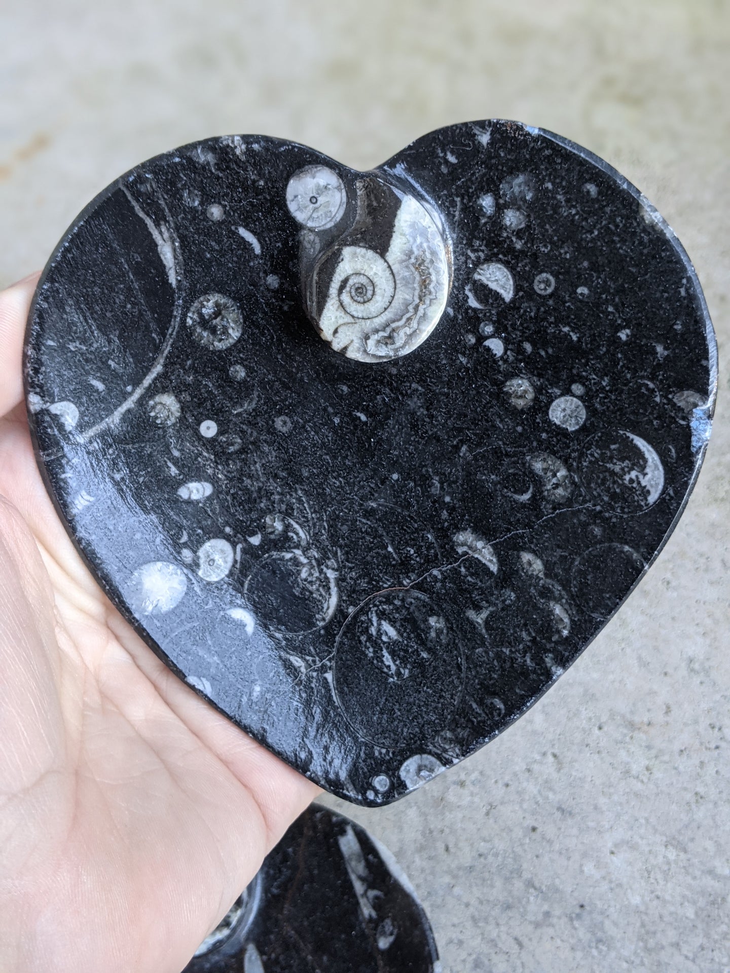 Orthoceras Fossil Heart Bowls