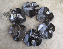 Load image into Gallery viewer, Orthoceras Fossil Heart Bowls
