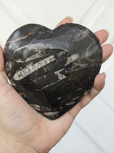 Load image into Gallery viewer, Orthoceras Fossil Heart Bowls
