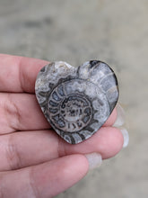 Load image into Gallery viewer, Orthoceras Fossil Heart
