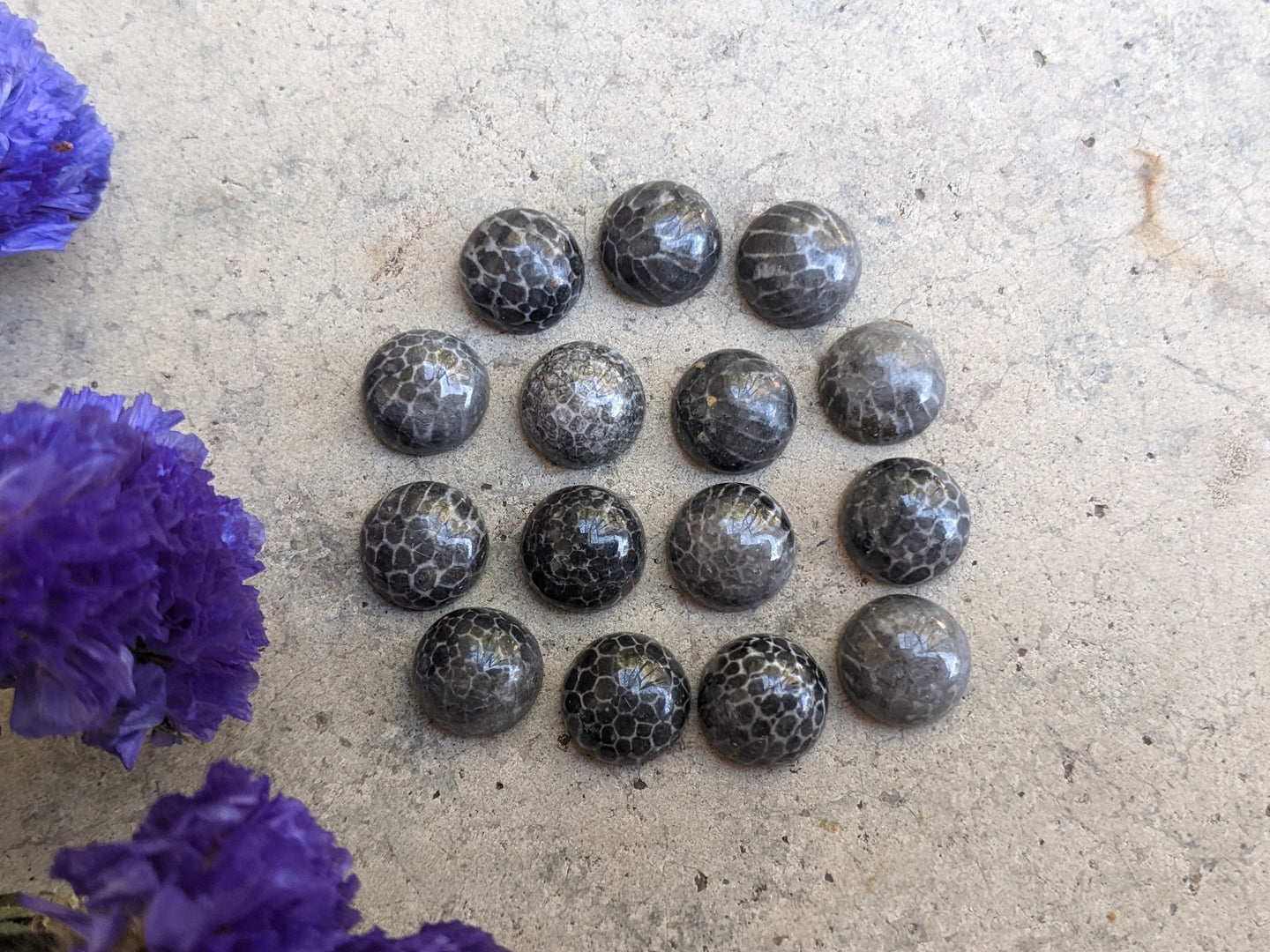 Black Fossil Coral Round Cabochons - 10mm