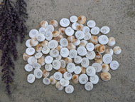 Eye of Shiva Shells - Small