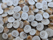 Load image into Gallery viewer, Eye of Shiva Shells - Small

