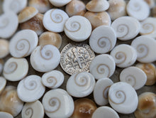 Load image into Gallery viewer, Eye of Shiva Shells - Small
